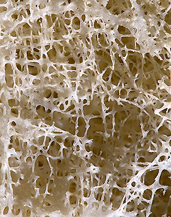 Connective tissue fade